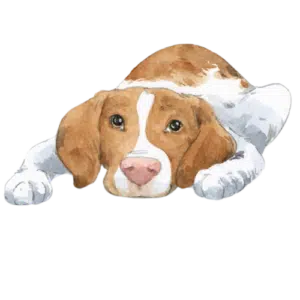 cuthbert the dog laying down