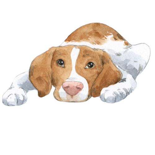 cuthbert the dog laying down